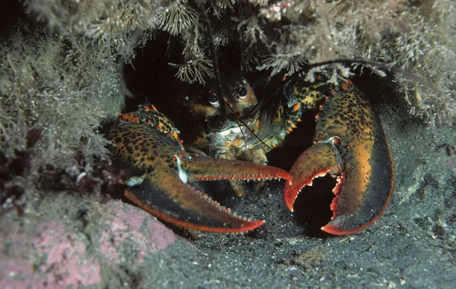A mottled olive-and-orange American lobster peering out of a rocky den fringed with hydroids, its slender toothed pincer claw and heavier crusher claw spread toward the camera