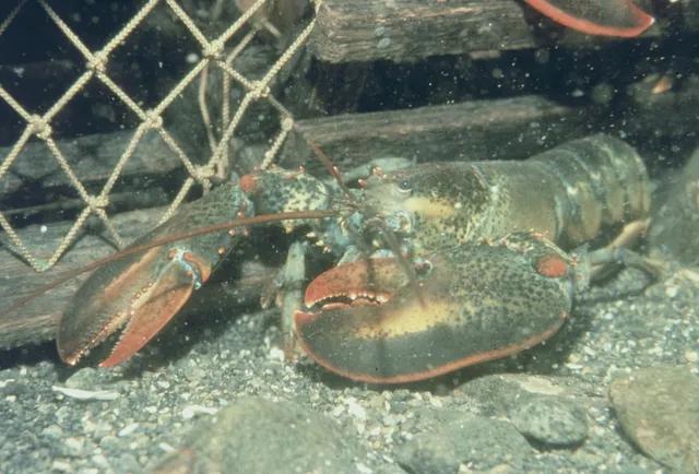 An adult American lobster resting on gravelly sea floor beside the netting of a lobster trap, its large crusher claw in front