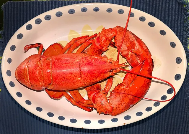 A whole boiled lobster, bright red with long antennae, laid on an oval white platter with a navy polka-dot rim