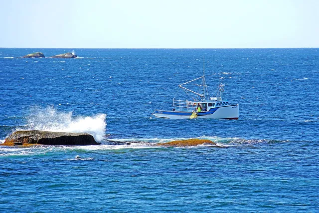 A white and blue Nova Scotia lobster boat working close to a rocky ledge, a crew member in a high-visibility jacket lifting a yellow wire trap at the rail