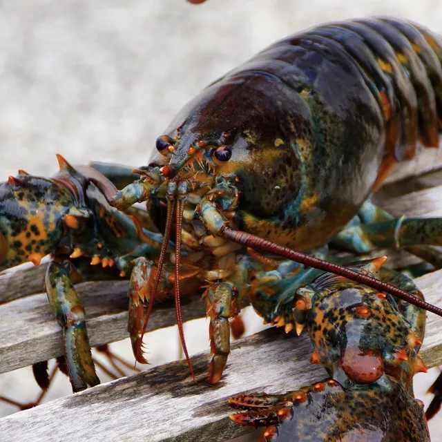 Close-up of a live American lobster with a dark green, orange-speckled shell resting on the weathered wooden slats of a lobster trap